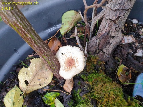 Lepiota lilacea - 