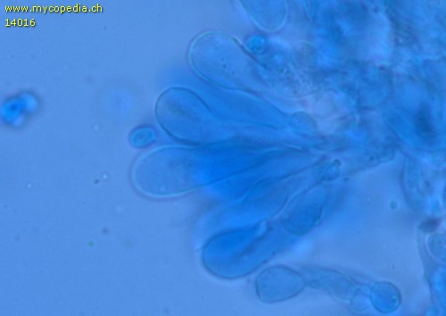 Lepiota lilacea - Cheilozystiden - Baumwollblau  - 
