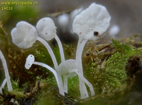 Hemimycena cephalotricha - 