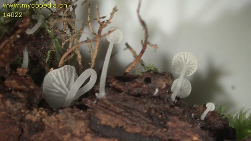 Hemimycena cephalotricha - 