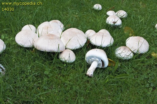 Agaricus xanthoderma - 