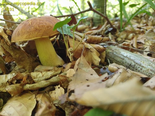 Butyriboletus appendiculatus - 