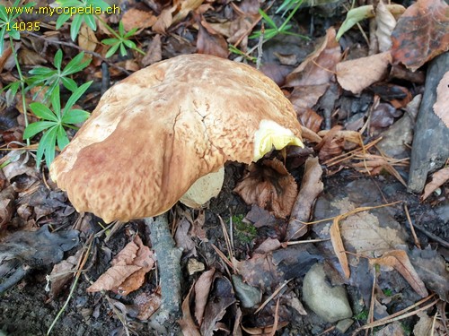 Butyriboletus appendiculatus - 