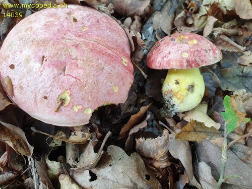 Butyriboletus regius - 