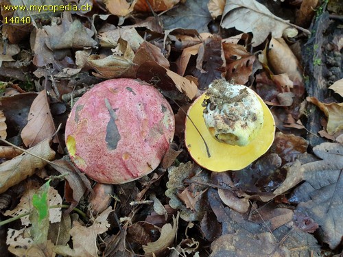 Butyriboletus regius - 