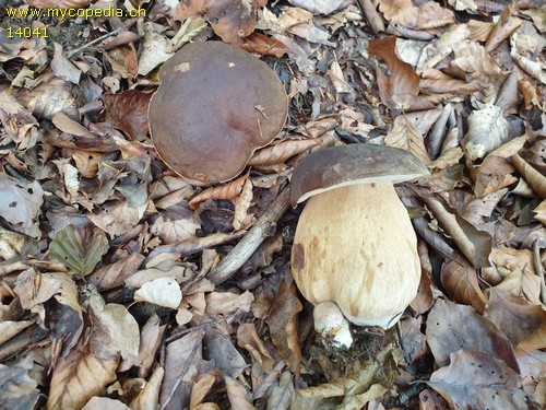 Boletus aereus - 