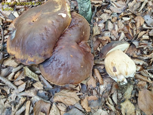 Boletus aereus - 