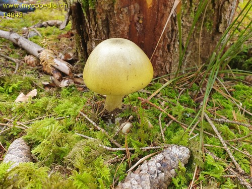 Amanita phalloides - 