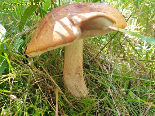 Leccinum rufum - 