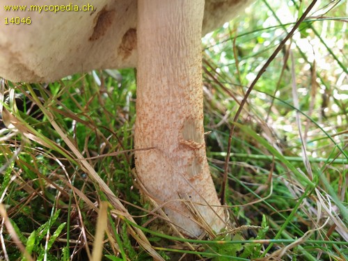 Leccinum rufum - 