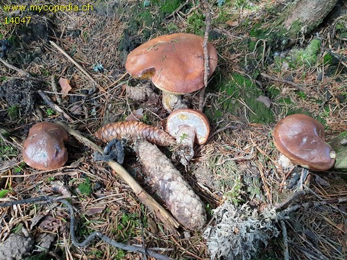 Suillus luteus - 