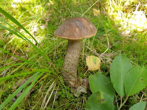 Leccinum duriusculum - 