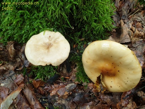 Zhuliangomyces ochraceoluteus - 