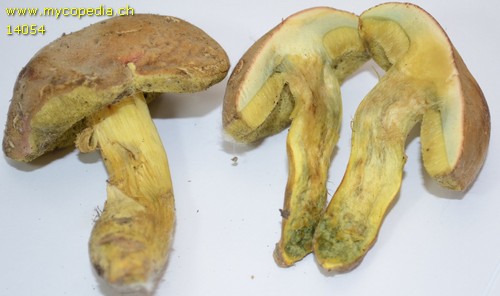 Xerocomus subtomentosus - 