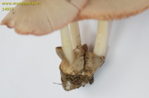 Volvariella murinella - 