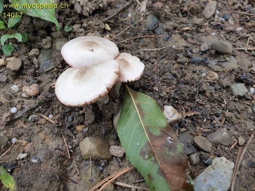 Volvariella murinella - 