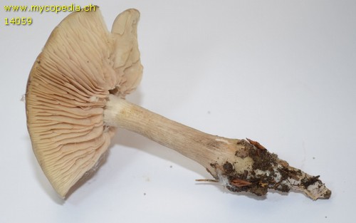 Entoloma rhodopolium f. rhodopolium - 