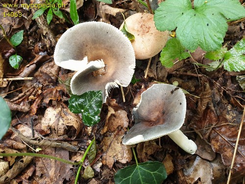 Russula parazurea - 