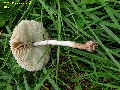 Macrolepiota exoricata - 