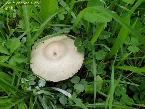 Macrolepiota exoricata - 