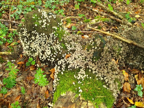 Coprinellus disseminatus - 