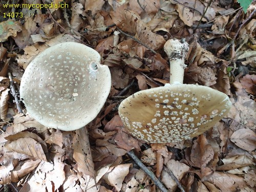 Amanita rubescens - 