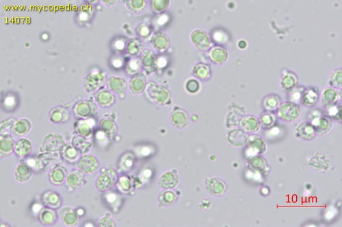 Zhuliangomyces ochraceoluteus - 