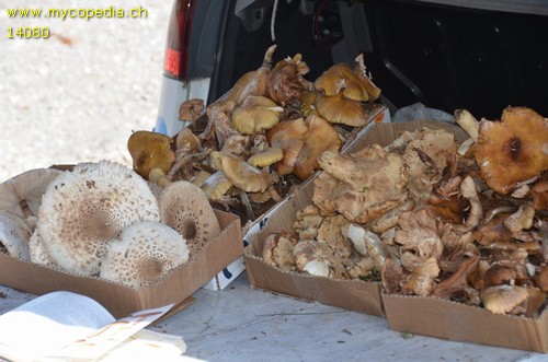 Tricholoma acerbum - 