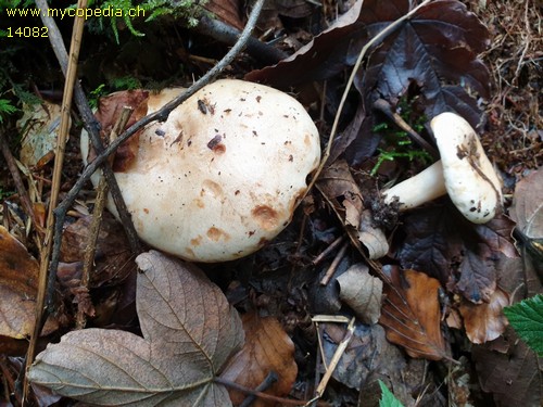 Lactarius pallidus - 