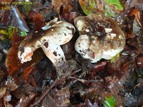 Russula densifolia - 