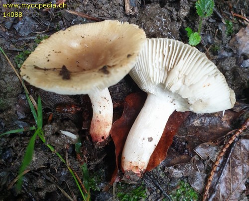 Russula pectinatoides - 