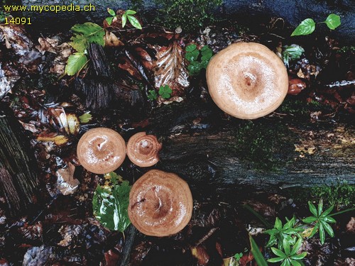 Lactarius quietus - 