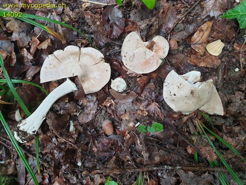 Entoloma sinuatum - 