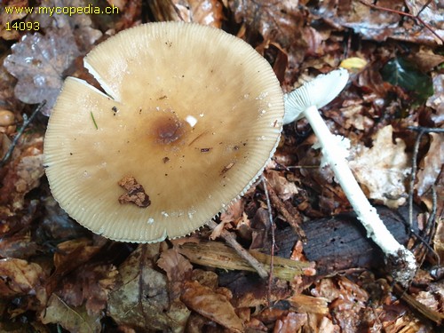 Amanita eliae - 