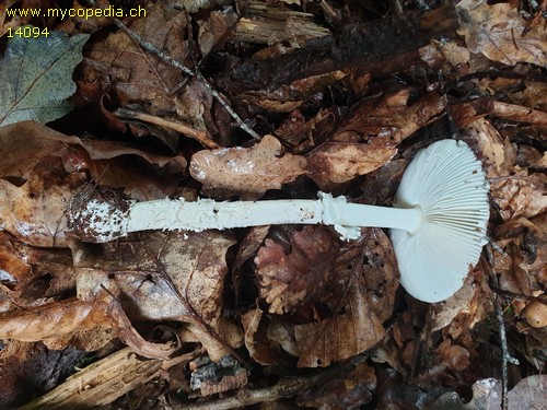 Amanita eliae - 