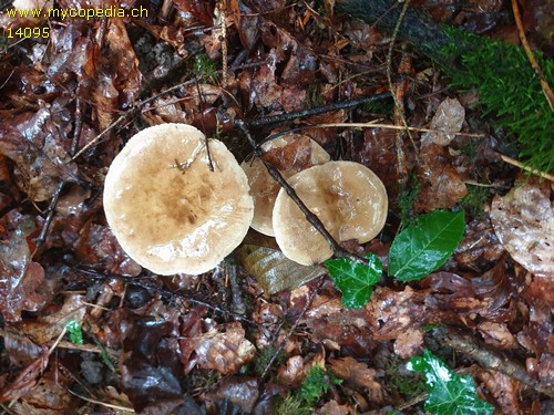 Lactarius acris - 