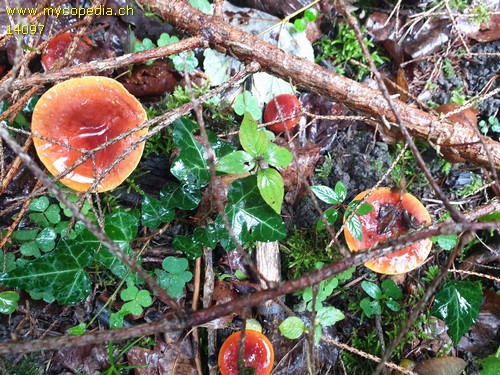 Lactarius sphagneti - 