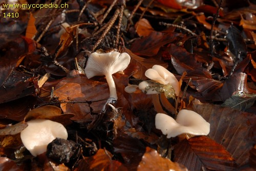 Clitocybe fragrans - 