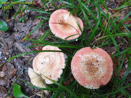 Russula velutipes - 