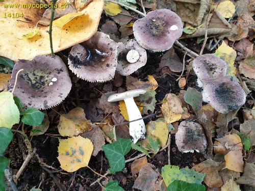 Russula clariana - 