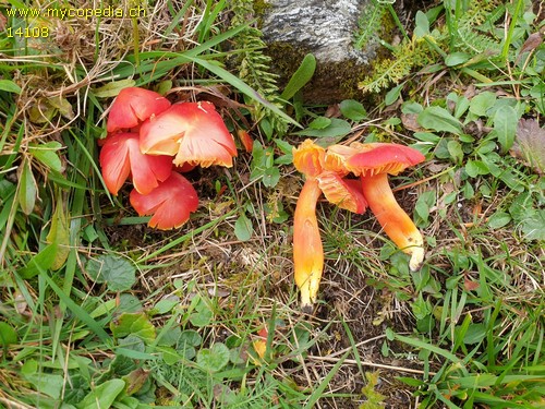 Hygrocybe splendissima - 