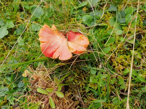 Hygrocybe splendissima - 