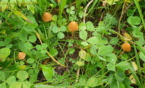 Conocybe tenera - 