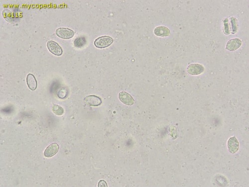 Melanoleuca melaleuca - 
