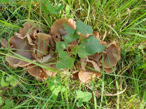 Entoloma lividoalbum - 