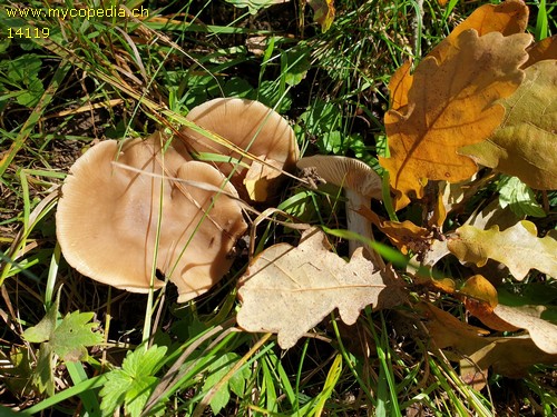 Entoloma lividoalbum - 