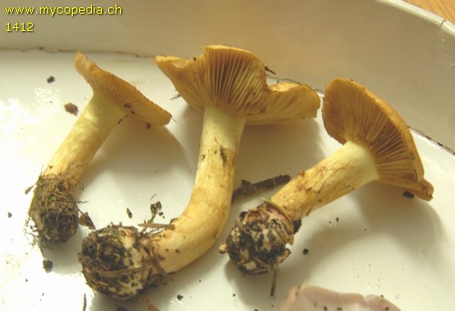 Cortinarius nanceiensis - 