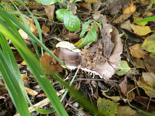 Russula clariana - 