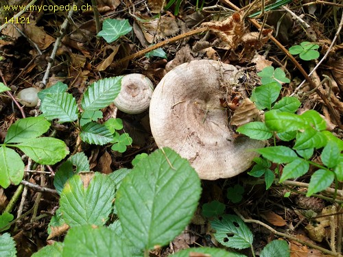 Lactarius circellatus - 