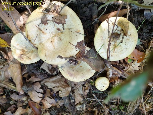 Lactarius flavidus - 